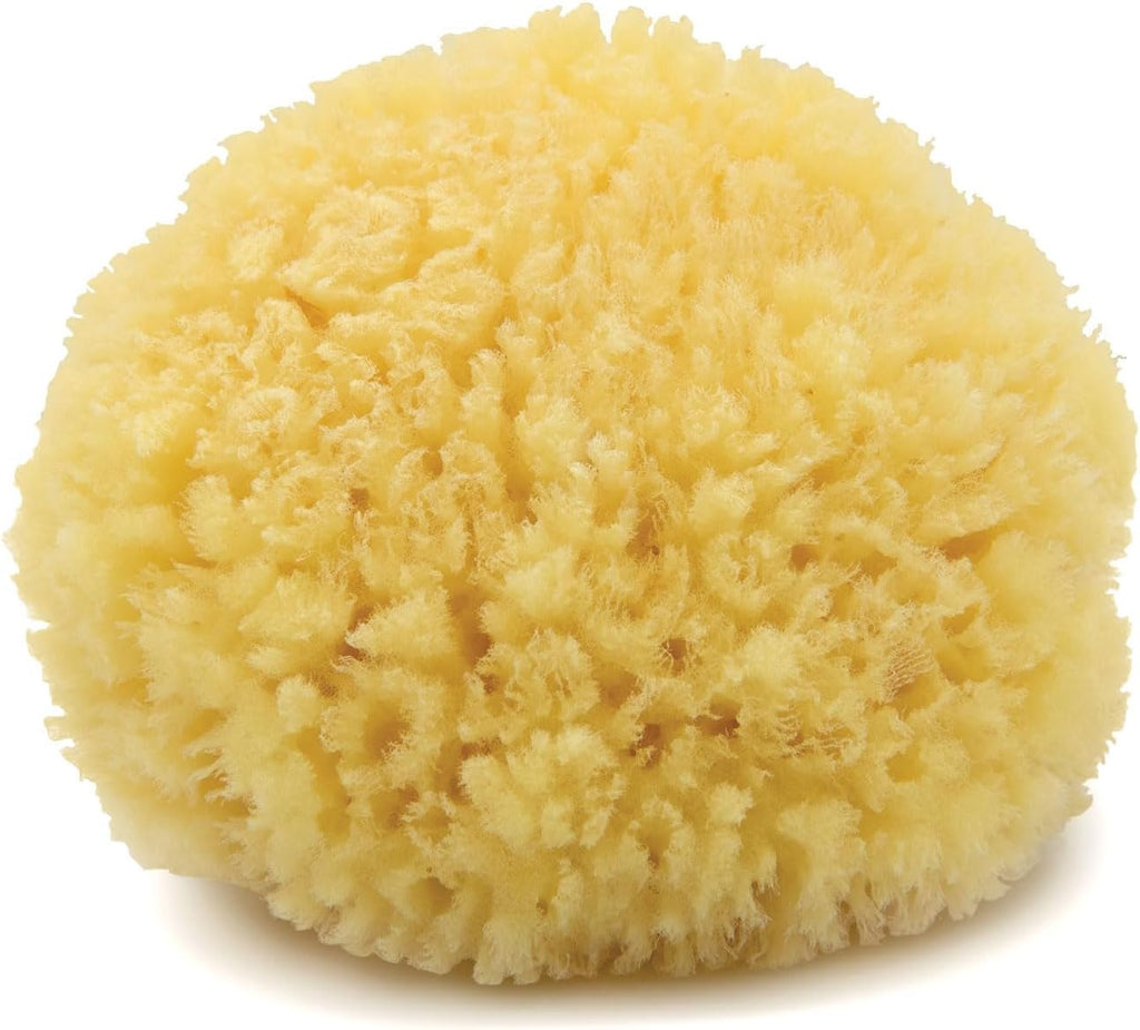 Neptune Caribbean Sea Sponge, Hand Cut, Medium, Approx. 5-6 inches